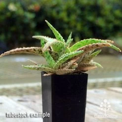 Aloe Pink Blush - Succulent -Eco Garden Shop apo aloe pink blush 1