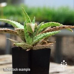 Aloe Pink Blush - Succulent -Eco Garden Shop apo aloe pink blush 2