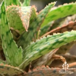 Aloe Pink Blush - Succulent -Eco Garden Shop apo aloe pink blush colours