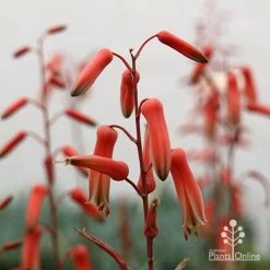 Aloe Pink Blush - Succulent -Eco Garden Shop apo aloe pink blush flowers