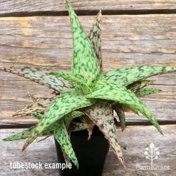 Aloe Pink Blush - Succulent -Eco Garden Shop apo aloe pink blush top
