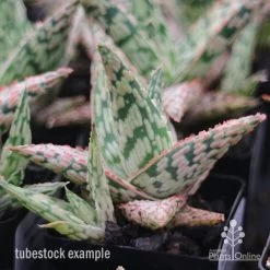 Aloe Pink Blush - Succulent -Eco Garden Shop apo aloe pink blush tubestock