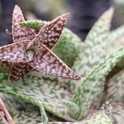 Aloe Quicksilver - Succulent -Eco Garden Shop apo aloe quicksilver colours