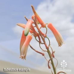 Aloe Quicksilver - Succulent -Eco Garden Shop apo aloe quicksilver flowers 1