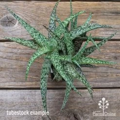 Aloe Quicksilver - Succulent -Eco Garden Shop apo aloe quicksilver green top