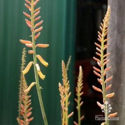 Aloe Vera - Succulent -Eco Garden Shop apo aloe vera buds