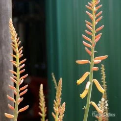 Aloe Vera - Succulent -Eco Garden Shop apo aloe vera buds2