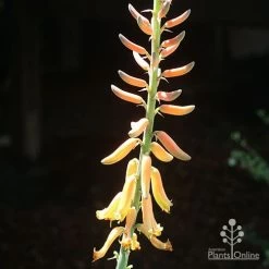 Aloe Vera - Succulent -Eco Garden Shop apo aloe vera flower sun