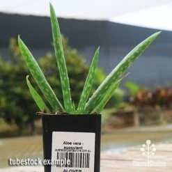 Aloe Vera - Succulent -Eco Garden Shop apo aloe vera tubestock