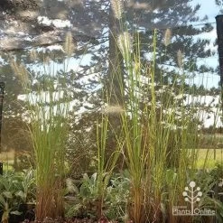 Pennisetum Alopecuroides - Swamp Fountain Grass -Eco Garden Shop apo alopecuroides in nuery
