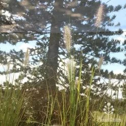 Pennisetum Alopecuroides - Swamp Fountain Grass -Eco Garden Shop apo alopecuroides in nursery2