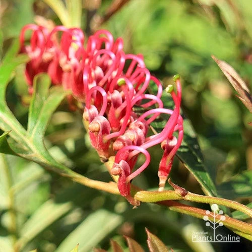 Grevillea Amazing Grace 2 Grevillea Amazing Grace - Image 2