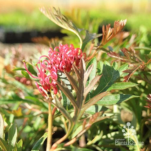 Grevillea Amazing Grace 1 Grevillea Amazing Grace