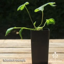 Anemone Fall In Love Sweetly- Japanese Anemone -Eco Garden Shop apo anemone fall in love tubestock