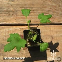 Anemone Fall In Love Sweetly- Japanese Anemone -Eco Garden Shop apo anemone fall in love tubestock top