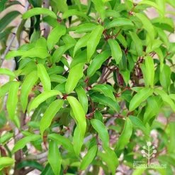Backhousia Anisata - Aniseed Myrtle -Eco Garden Shop apo anisata foliage