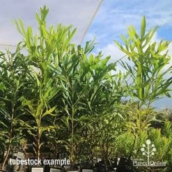 Grevillea Baileyana - Brown Silky Oak 24 Grevillea Baileyana - Brown Silky Oak -Eco Garden Shop apo april baileyana