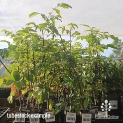 Burdekin Plum - Pleiogynium -Eco Garden Shop apo april burdekin