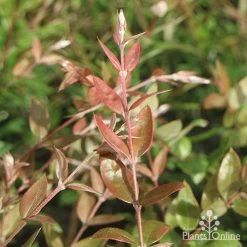 Austromyrtus Blush - Pink Midgem Berry -Eco Garden Shop apo austromyrtus blush foliage