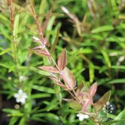 Austromyrtus Blush - Pink Midgem Berry -Eco Garden Shop apo austromyrtus blush leaf colour