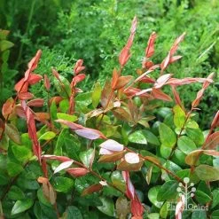 Austromyrtus Blush - Pink Midgem Berry -Eco Garden Shop apo austromyrtus blush new foliage