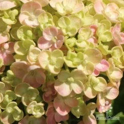 Hydrangea Ayesha 19 Hydrangea Ayesha -Eco Garden Shop apo ayesha hydrangea buds close