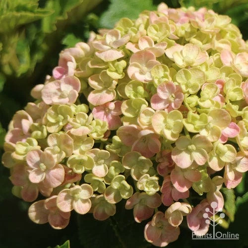 Hydrangea Ayesha 9 Hydrangea Ayesha - Image 9