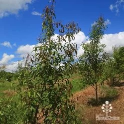 Backhousia Anisata - Aniseed Myrtle -Eco Garden Shop apo backhousia anisata habit