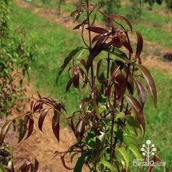 Backhousia Anisata - Aniseed Myrtle -Eco Garden Shop apo backhousia anisata leaf colour