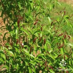 Backhousia Anisata - Aniseed Myrtle -Eco Garden Shop apo backhousia anisata new leaves