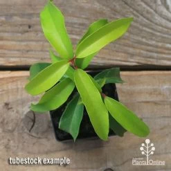 Backhousia Anisata - Aniseed Myrtle -Eco Garden Shop apo backhousia anisata tubestock top