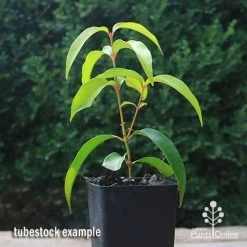 Backhousia Anisata - Aniseed Myrtle -Eco Garden Shop apo backhousia anisata tubestock2