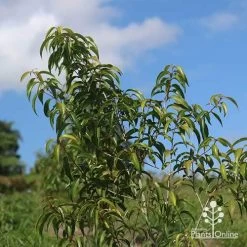 Backhousia Anisata - Aniseed Myrtle -Eco Garden Shop apo backhousia anisata young