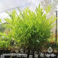 Grevillea Baileyana - Brown Silky Oak 19 Grevillea Baileyana - Brown Silky Oak -Eco Garden Shop apo baileyana big