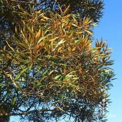 Grevillea Baileyana - Brown Silky Oak 31 Grevillea Baileyana - Brown Silky Oak -Eco Garden Shop apo baileyana gold foliage