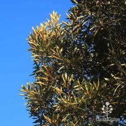 Grevillea Baileyana - Brown Silky Oak 32 Grevillea Baileyana - Brown Silky Oak -Eco Garden Shop apo baileyana gold leaf