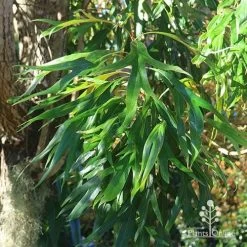Grevillea Baileyana - Brown Silky Oak 27 Grevillea Baileyana - Brown Silky Oak -Eco Garden Shop apo baileyana green foliage