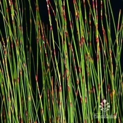 Baloskion - Tassel Cord Rush -Eco Garden Shop apo baloskion banding