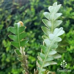 Banksia Blechnifolia -Eco Garden Shop apo banksia blechnifolia tubestock close