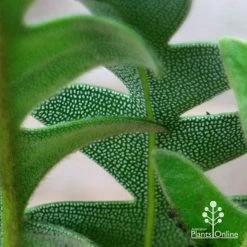 Banksia Blechnifolia -Eco Garden Shop apo banksia blechnifolia under leaf