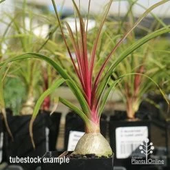 Eco Garden Shop -Eco Garden Shop apo beaucarnia red leaf