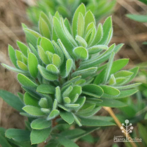 Callistemon Better John 6 Callistemon Better John - Image 6