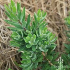 Callistemon Better John 16 Callistemon Better John -Eco Garden Shop apo better john foliage nursery