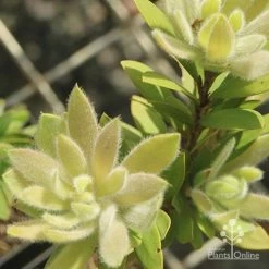 Callistemon Better John 17 Callistemon Better John -Eco Garden Shop apo better john new fluffy leaf