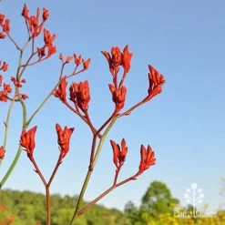 Anigozanthos Big Red - Kangaroo Paw -Eco Garden Shop apo big red at farm