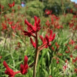 Anigozanthos Big Red - Kangaroo Paw -Eco Garden Shop apo big red kangaroo paw flower