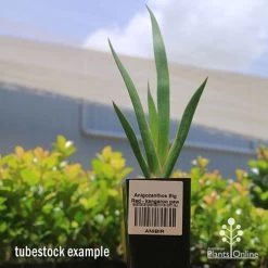 Anigozanthos Big Red - Kangaroo Paw -Eco Garden Shop apo big red kangaroo paw tubestock