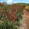 Anigozanthos Big Red - Kangaroo Paw