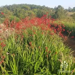 Anigozanthos Big Red - Kangaroo Paw -Eco Garden Shop apo big red paws at farm