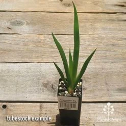 Anigozanthos Big Red - Kangaroo Paw -Eco Garden Shop apo big red tubestock 1